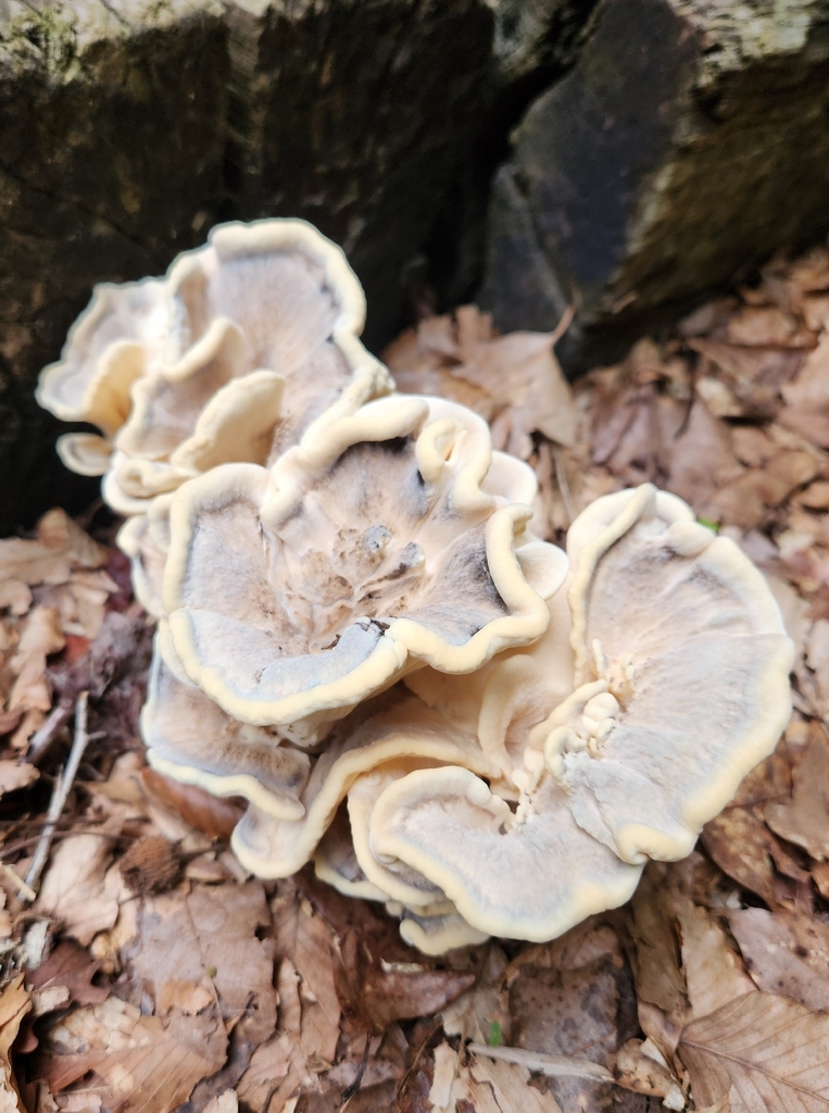 Black-staining Polypore · June 2026 · photo: Photo: (c) Wooded Creek Wanderer, some rights reserved (CC BY) · iNaturalist