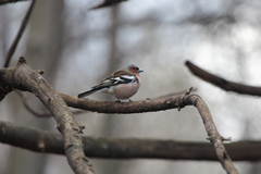 Fringilla coelebs