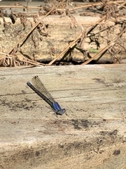 Argia fumipennis