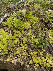 Sedum sarmentosum