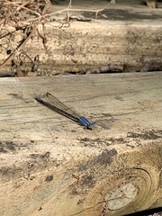 Argia fumipennis