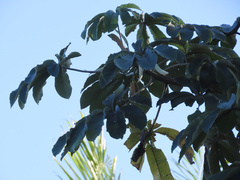 Cecropia concolor, photograph (c) Nicolas Olejnik, some rights reserved (CC BY)