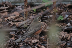 Turdus iliacus