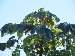 Cecropia concolor, photograph (c) Nicolas Olejnik, some rights reserved (CC BY)