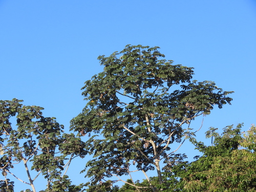 Cecropia concolor, photograph 3