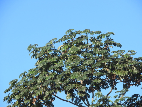 Cecropia concolor, photograph 4