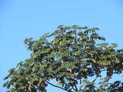 Cecropia concolor, photograph (c) Nicolas Olejnik, some rights reserved (CC BY)