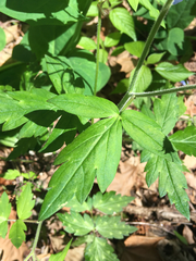 Phacelia bipinnatifida