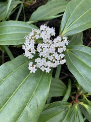Viburnum davidii