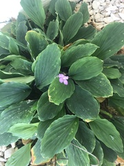 Bergenia crassifolia