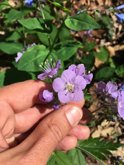 Phacelia bipinnatifida