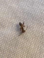 Formicidae