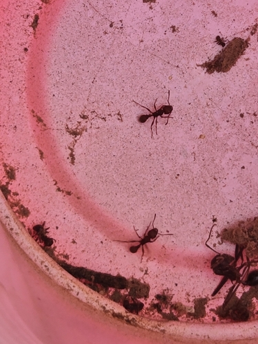 Tetramorium hispidum