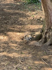 Sciurus carolinensis