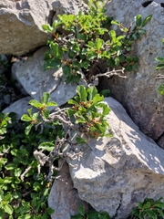 Frangula rupestris, photograph (c) Javna ustanova Park prirode Velebit, some rights reserved (CC BY)