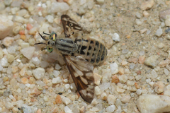 Chrysops discalis