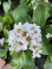 Bergenia