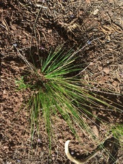 Elymus longifolius
