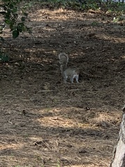 Sciurus carolinensis