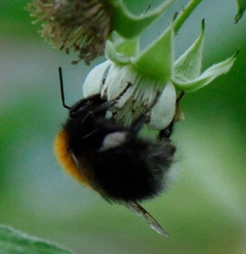 Tree Bumble Bee