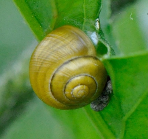 Cepaea