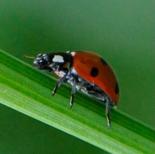 Seven-spotted Lady Beetle