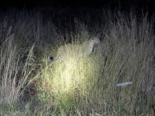 African Leopard