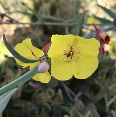 Eulobus crassifolius