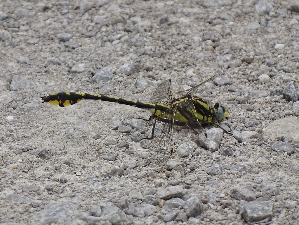 Plains Clubtail