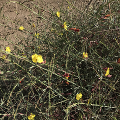 Eulobus crassifolius