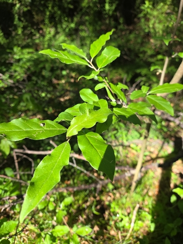 autumn olive