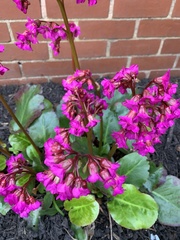 Bergenia crassifolia