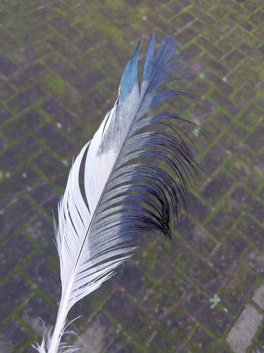 Plume de Ibis sacré