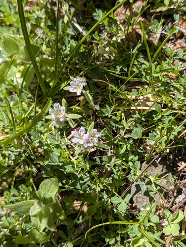 Phacelia mohavensis, 2026-06-20