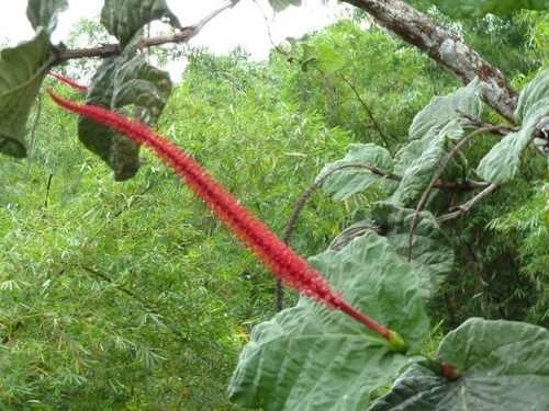 Image of Coccoloba rugosa by no rights reserved