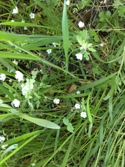 Nemophila pedunculata
