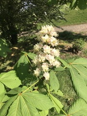 Aesculus hippocastanum