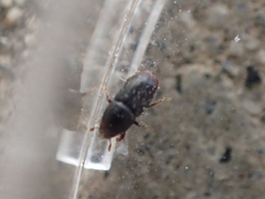 Scolytus