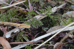 Anthriscus sylvestris