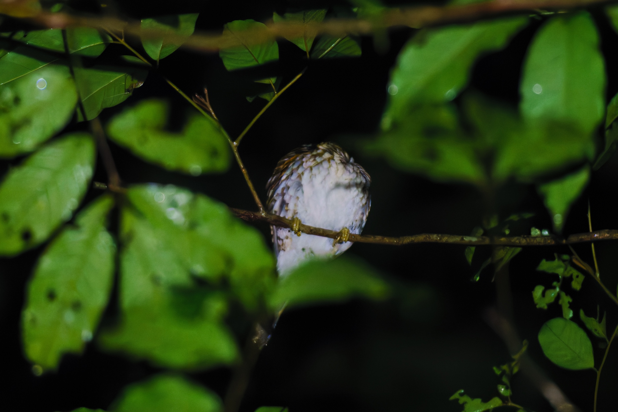 Spotted Wood Kingfisher (Actenoides lindsayi), photo 2