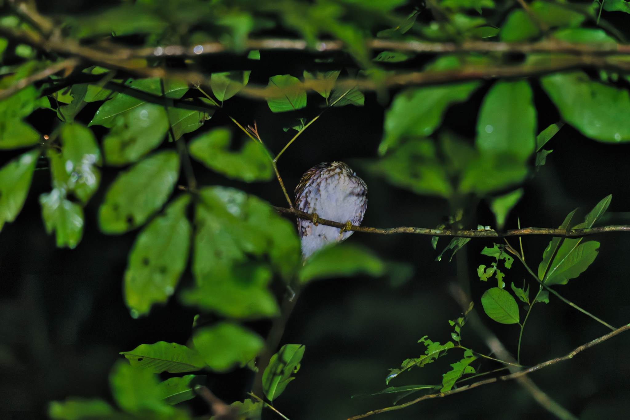 Spotted Wood Kingfisher (Actenoides lindsayi), photo 3