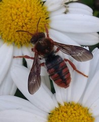 Rhodanthidium sticticum