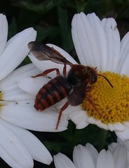 Rhodanthidium sticticum