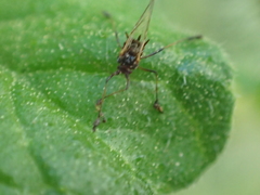 Aphididae