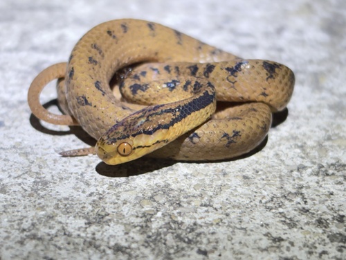 Boulenger's Slug Snake