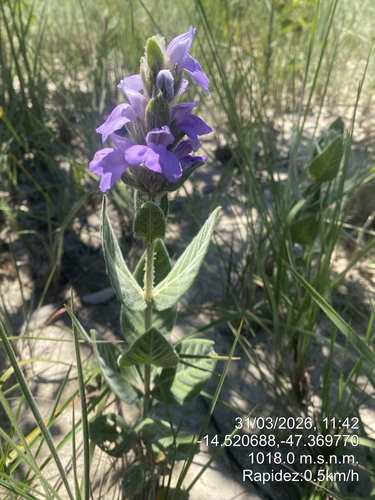 Justicia chrysotrichoma