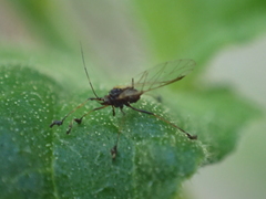 Aphididae