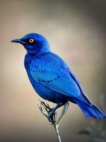 Cape Starling