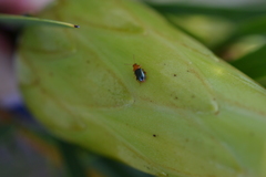 Chirodica