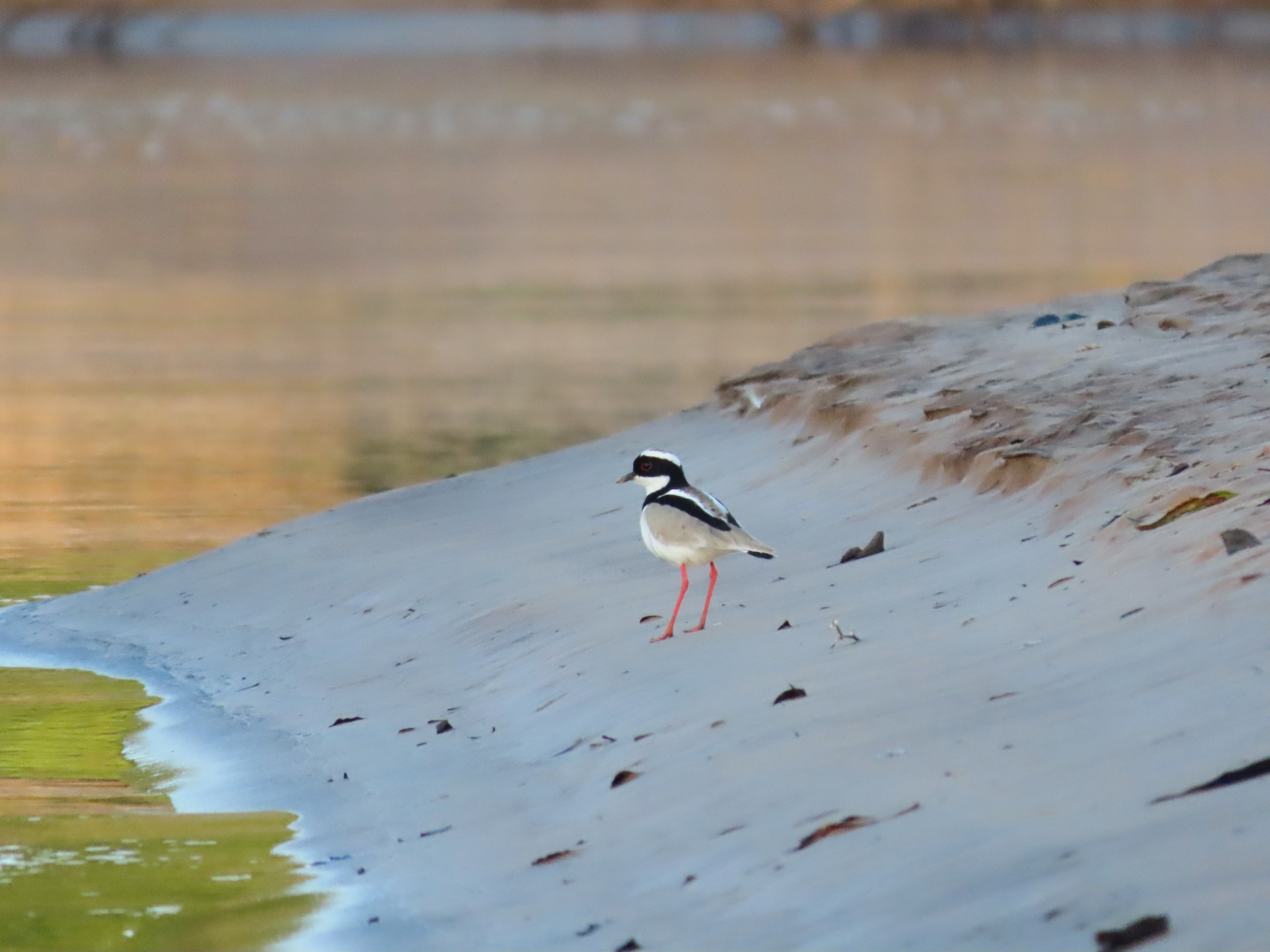 Pied Plover (Hoploxypterus cayanus), photo 4